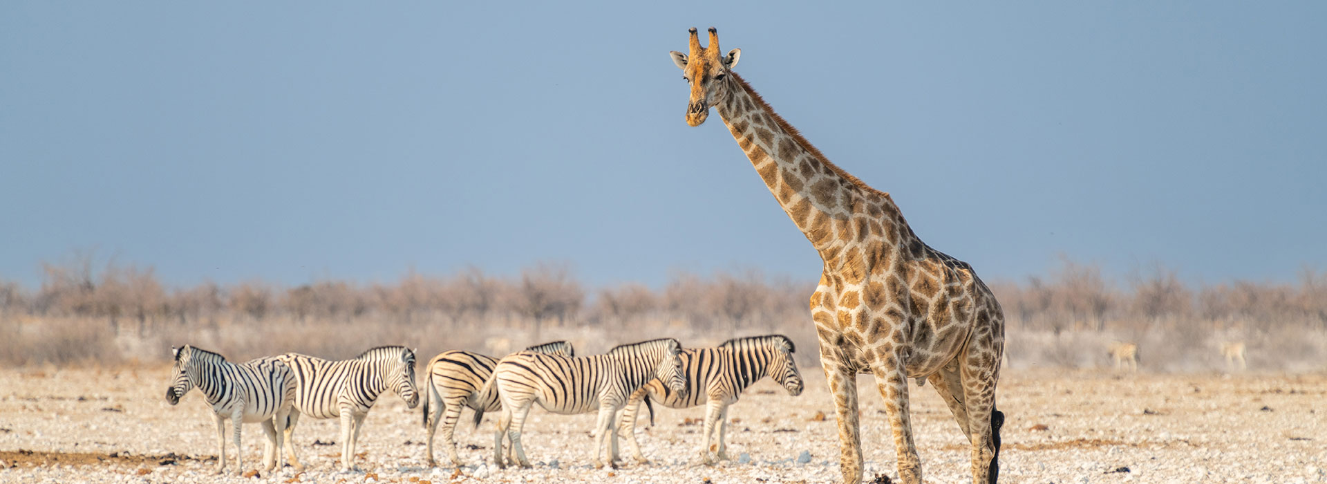 14-DAys---Namibia-Highlights