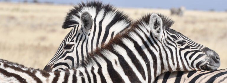 14-Days---Namibia-Highlights