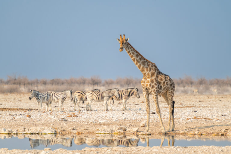 Etosha-Giraffe