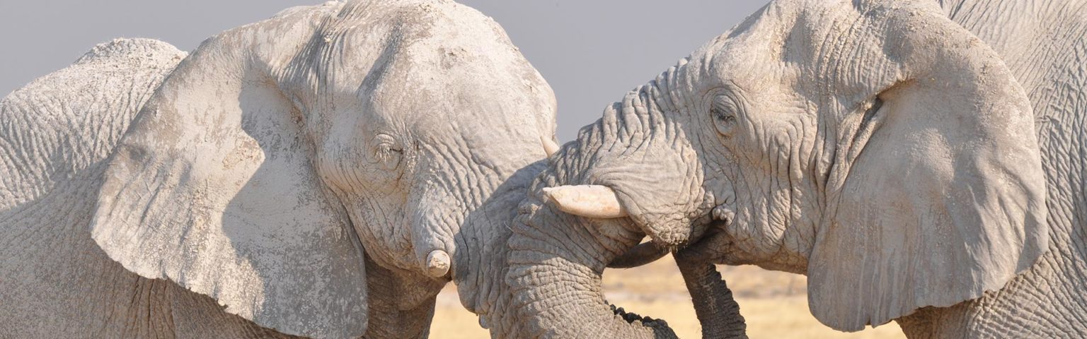Namibia-Highlights-19-Days-Guided