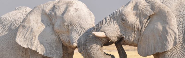 Namibia-Highlights-19-Days-Guided