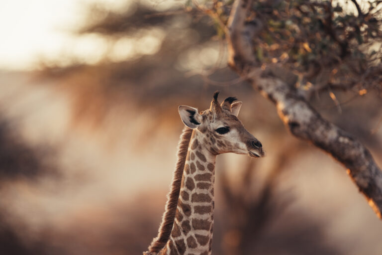 Okonjima Activities