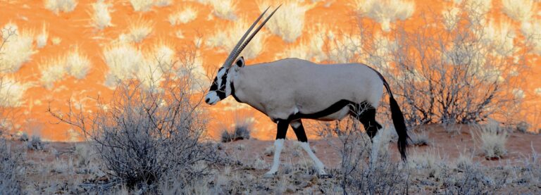 WOLWEDANS COLLECTION - Wildlife - Gemsbok abstract