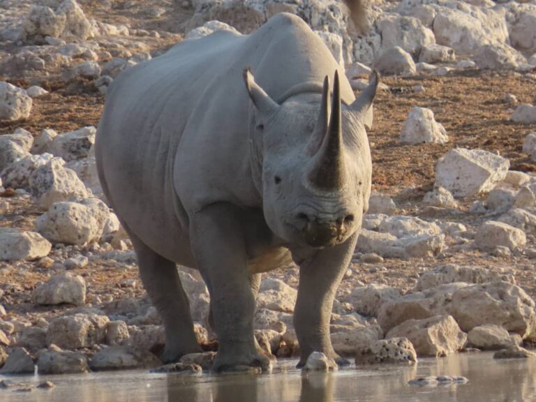 Etosha-Rhino