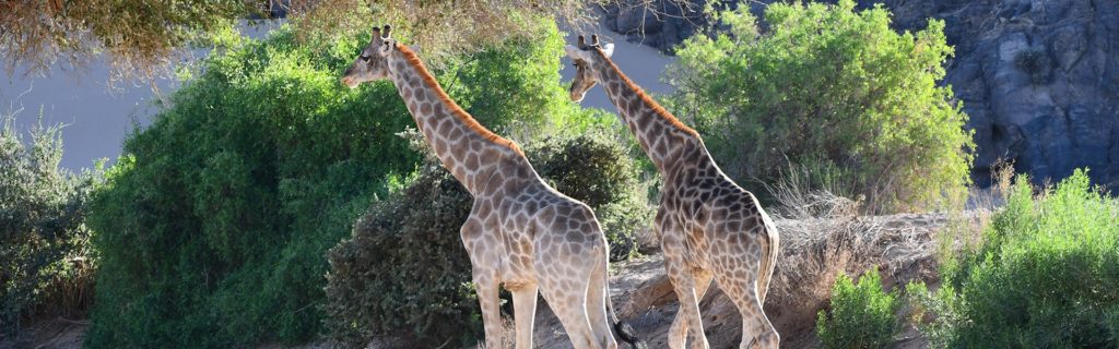 Giraffes