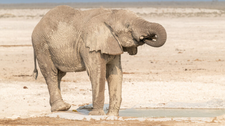 Elephant Etosha