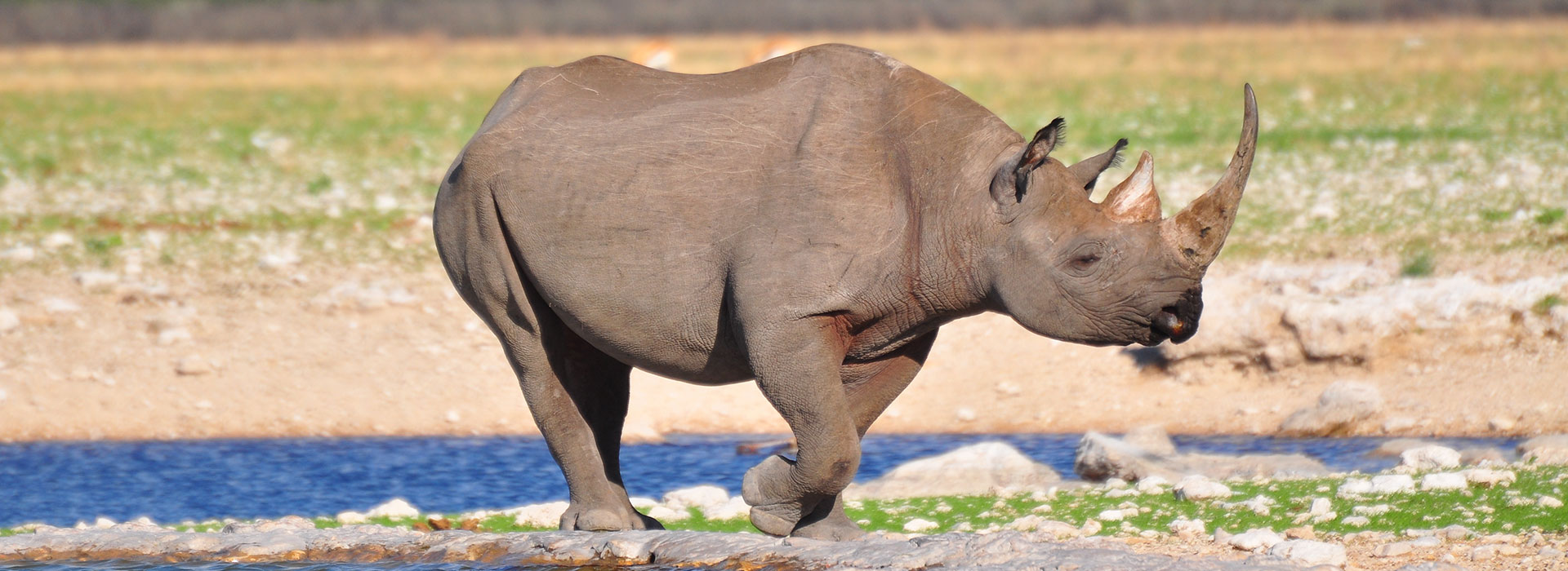 Rhino-Namibia-Individual-Travel-Contact-Us