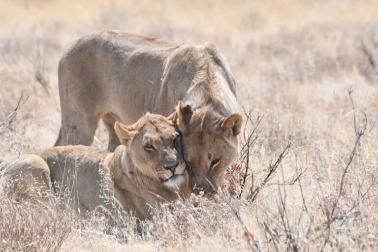 Lions